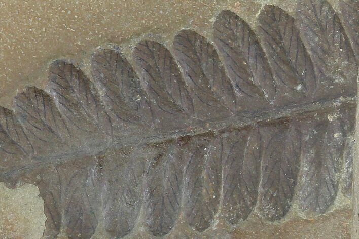 Fossil Fern (Pecopteris) - Mazon Creek #121095